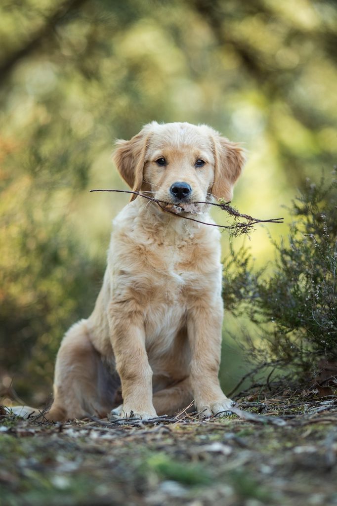 Dog 6945696 1280