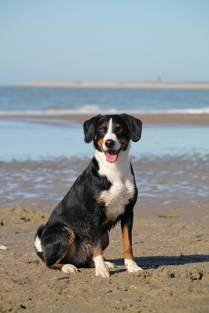 Dog 7956828 1280