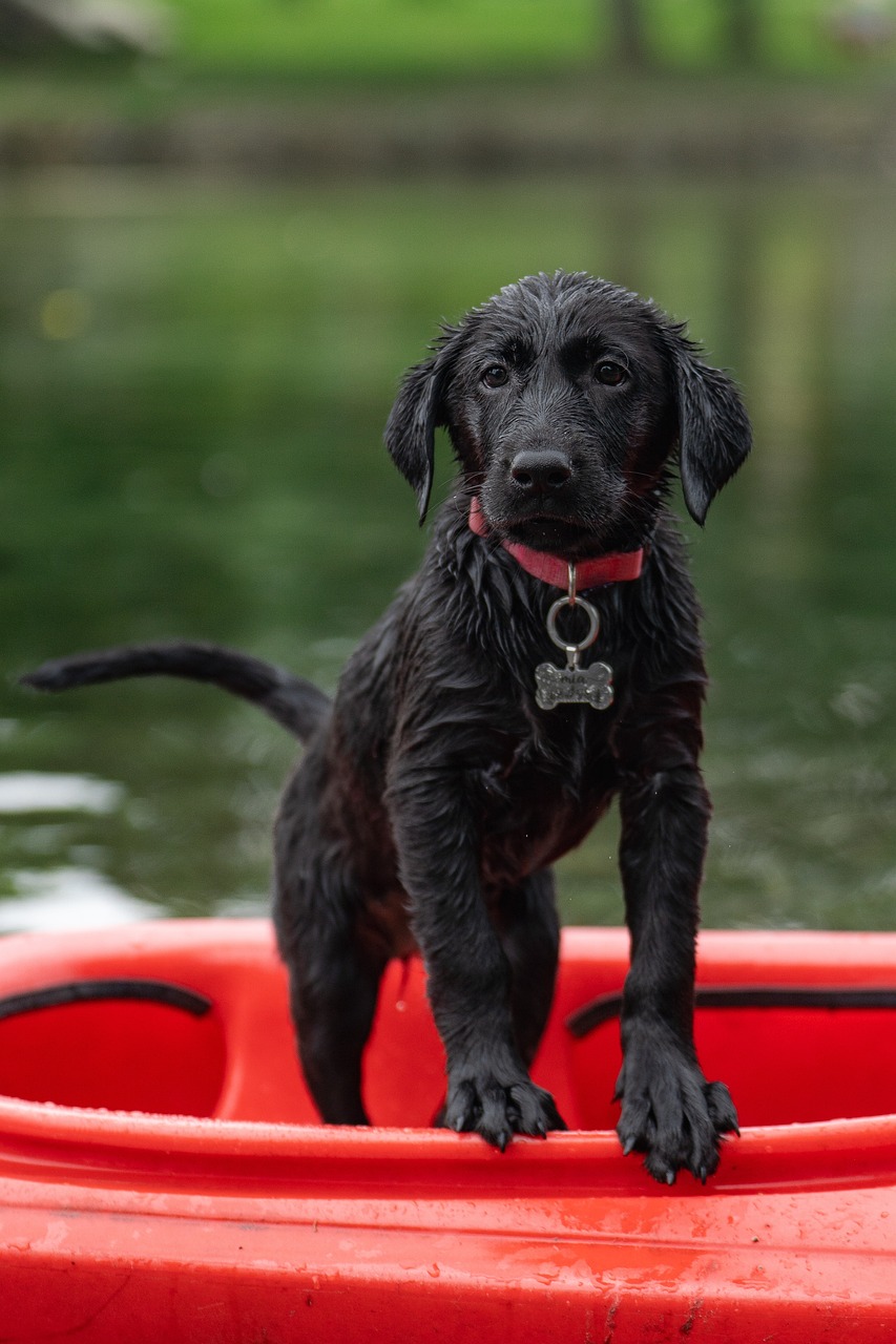 Labrador 7392840 1280